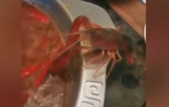Video: Udang berusaha kabur saat direbus, nekat amputasi capitnya sendiri