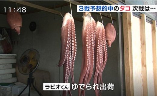 Gurita peramal Piala Dunia mati direbus, jadi hidangan seafood