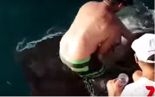 Video: Nyoba ngasih makan hiu, wanita digigit dan ditarik ke air