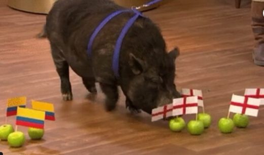 Babi paranormal diundang TV untuk prediksi Piala Dunia, poop di studio