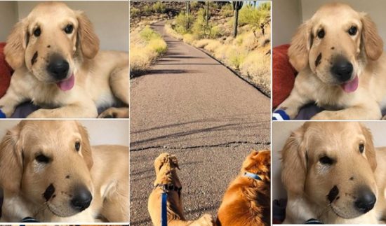 Anjing selamatkan majikannya dari ular derik, pipinya bengkak