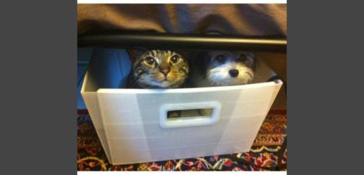 Anjing-anjing kocak mengira dirinya kucing, lihat gaya mereka