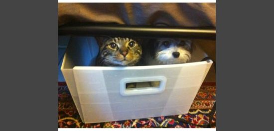 Anjing-anjing kocak mengira dirinya kucing, lihat gaya mereka