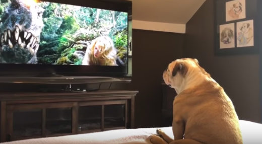 Anjing bulldog baper nonton ‘King Kong’, reaksinya gemesin banget!