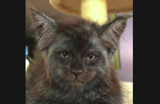 Kucing “berwajah manusia” ini lagi beken, lucu atau seram?