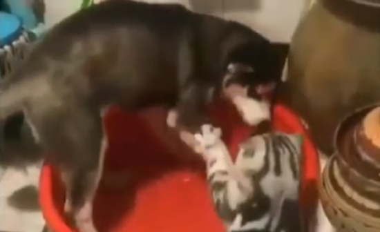 Video: Anjing tertunduk lesu diomelin kucing karena main air di ember