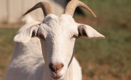 8 orang dituduh memperkosa kambing hamil hingga tewas