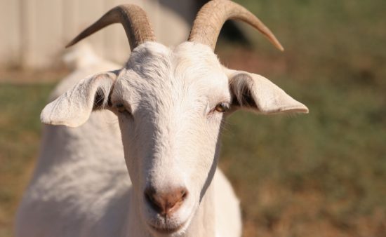 8 orang dituduh memperkosa kambing hamil hingga tewas