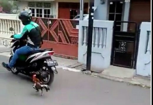 Video: Driver ojol gak berdaya berantem lawan ayam jago