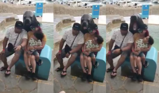 Video viral: Anjing laut sadar kamera banget pas diajak foto