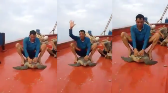 Netizen geram lihat video pria sadis naiki penyu di atas kapal