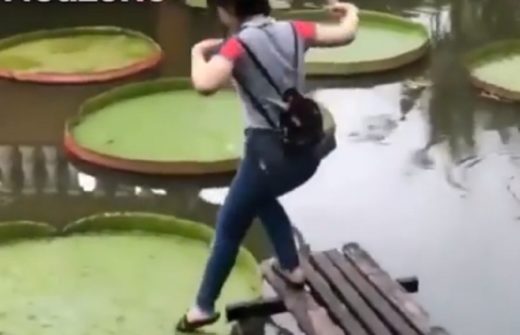 Video: Terinspirasi kodok? Kecebur abis nyoba berdiri di atas bunga teratai kolam