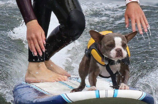 Asyik banget, anjing-anjing jago surfing ikut kejuaraan dunia
