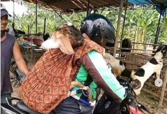 Betapa kasihannya kambing kurban kalau diangkut ojek online