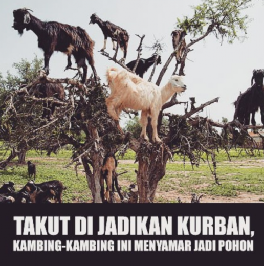 Meme kocak seputar hewan kurban, vegetarian jangan liat