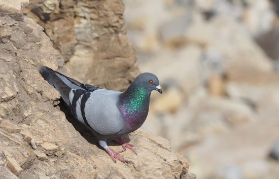 Pria ini didenda setelah lepas 60 burung merpati di jalan raya