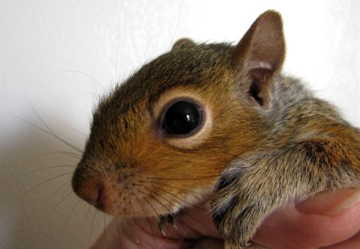 Dikejar bayi tupai sebatang kara, seorang pria ketakutan lalu lapor polisi