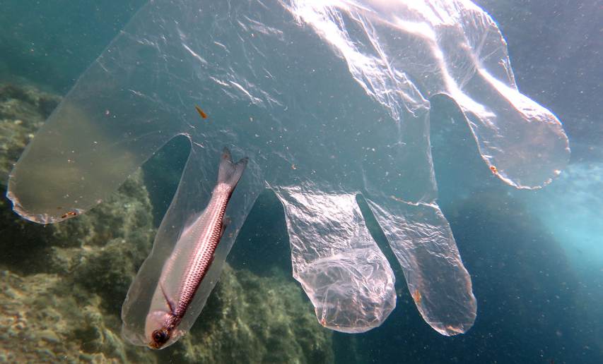 Ikan mati karena terperangkap sampah sarung tangan plastik 