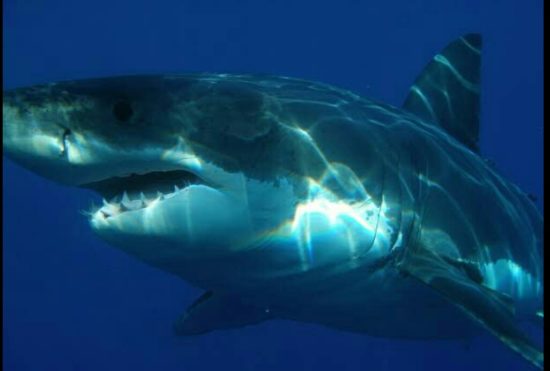 Cari mangsa, hiu putih besar kelilingi kapal keluarga