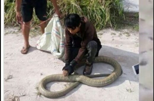 Dengan tongkat, pria tangkap King Cobra berkeliaran di perumahan