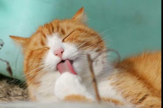 Kucing bawa pulang sebungkus narkoba, pemilik panik telpon polisi