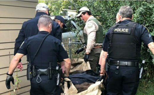 Beruang bobo depan garasi, abis nyari sarang lebah di rumah tetangga