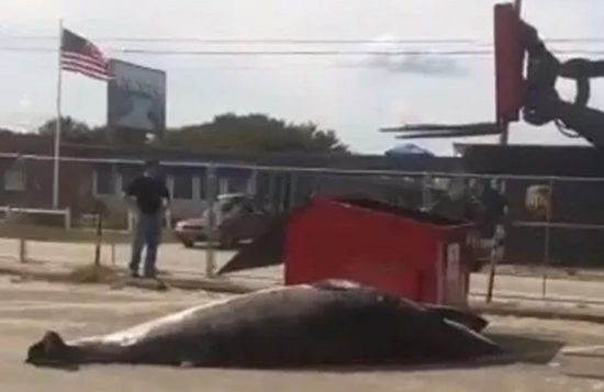 Kasihan, bangkai bayi ikan paus tergeletak semalaman di tempat parkir