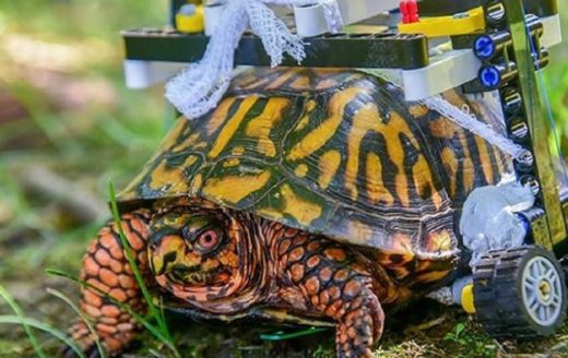Cangkang pecah, kura-kura dibuatkan kursi roda dari Lego