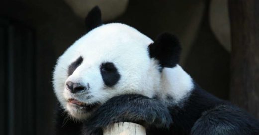 Enggan kawin, 2 panda dipertontonkan video “porno”