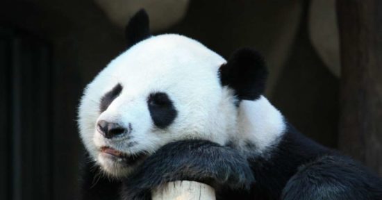 Enggan kawin, 2 panda dipertontonkan video “porno”