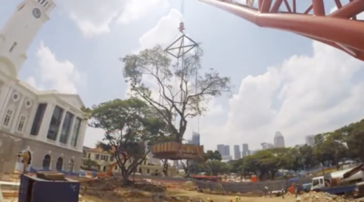 Cara canggih Singapura mindahin pohon besar seberat 90 ton