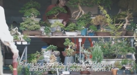 Chatuchak Plant Market: Surganya pecinta tanaman