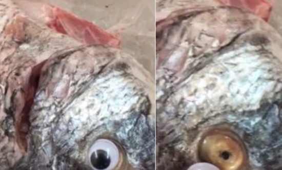 Penjual ketahuan pasang mata mainan ke ikan mati supaya kelihatan segar
