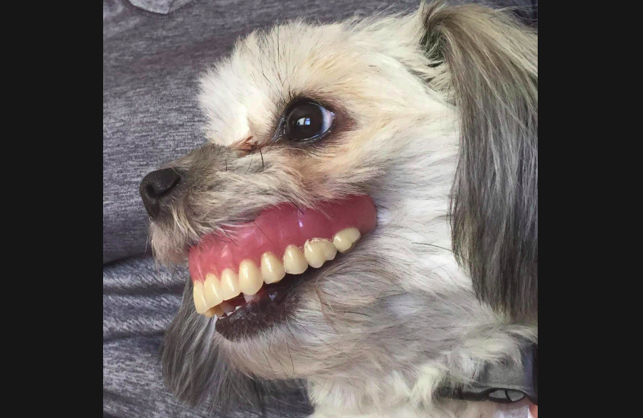 Anjing ambil gigi palsu pemiliknya pas tidur siang