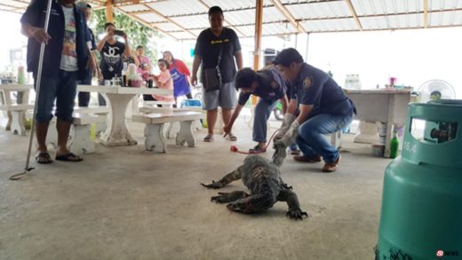 Warung mie diserang biawak, pemiliknya malah senang