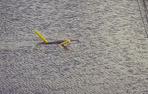 Mungkin dia lelah, buaya berenang pakai pelampung