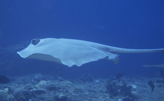 Alat vital tersengat ekor ikan pari, videonya viral