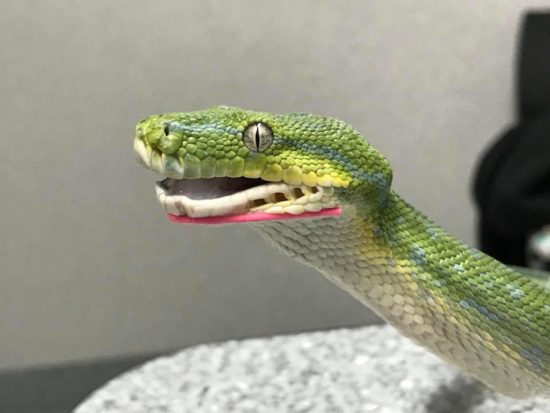 Ular peliharaan dibehel pakai penjepit kertas supaya bisa makan