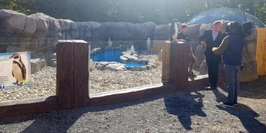 Kebun binatang pajang penguin plastik akibat wabah malaria burung