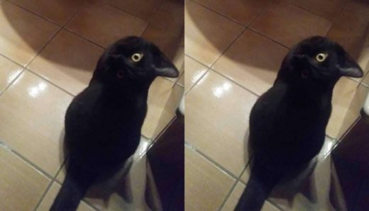 Foto viral kucing mirip burung gagak