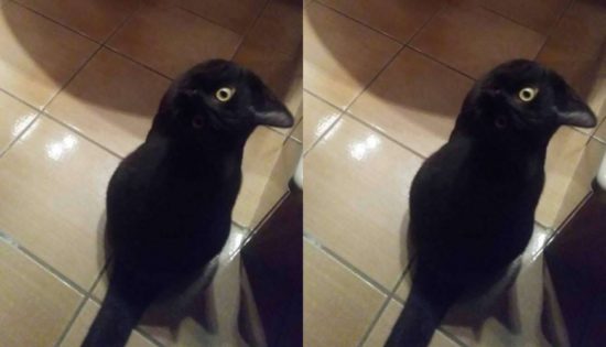 Foto viral kucing mirip burung gagak