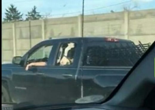 Kayak anjing, sapi peliharaan ikut masuk ke dalam mobil pemiliknya