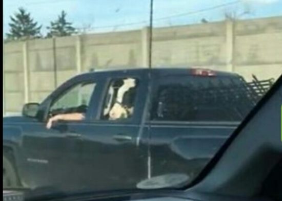 Kayak anjing, sapi peliharaan ikut masuk ke dalam mobil pemiliknya