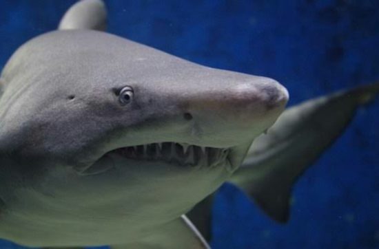 Hiu banteng loncat ke perahu, acara mancing keluarga berubah horor