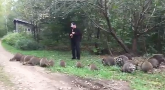 Video lucu, manggil rakun pakai seruling sakti