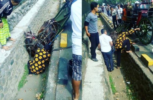 Kasihan, kuda delman jatuh ke selokan diduga karena klakson bus