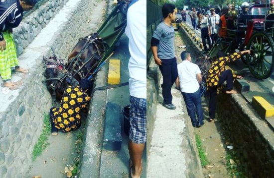 Kasihan, kuda delman jatuh ke selokan diduga karena klakson bus