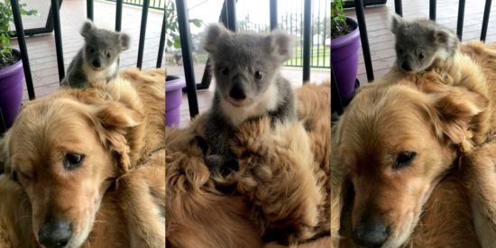 Terpisah dari induknya, bayi koala berlindung di punggung anjing