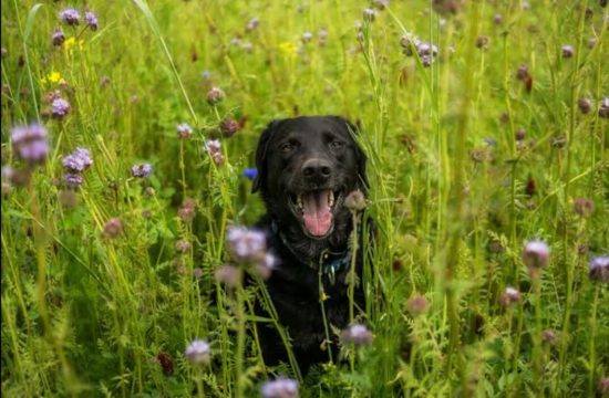 Anjing naik angkot sendirian, susul majikannya berangkat kerja
