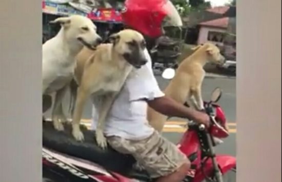 Video: Pemotor boncengin 3 anjing dewasa, gemesin tapi bahaya